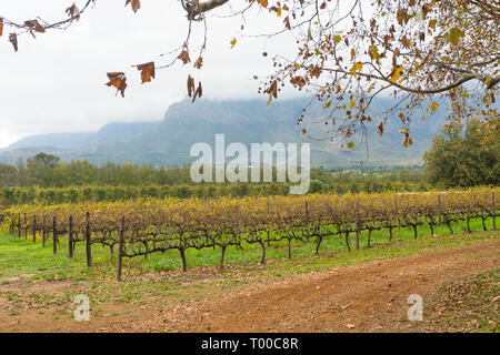 Herbst oder im Herbst Reben im Weinberg zu Boschendal Weingut im Franschhoek Valley, Cape Town, Südafrika Stockfoto