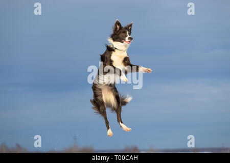 Border Collie Hunde auf dem Land auf einem schneebedeckten Feld Stockfoto