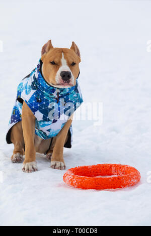 Pitbull, Staffordshire Terrier Hund im Winter Kleidung auf einem Spaziergang ausserhalb der Stadt in einem schneebedeckten Feld. Unglücklich, gewaltige Pitbull in Papon sitzt neben einer roten t Stockfoto