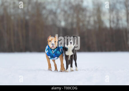 Border Collie und Staffordshire Terrier, Pit Bull spielen bei einem Ausflug auf einem schneebedeckten Feld Stockfoto