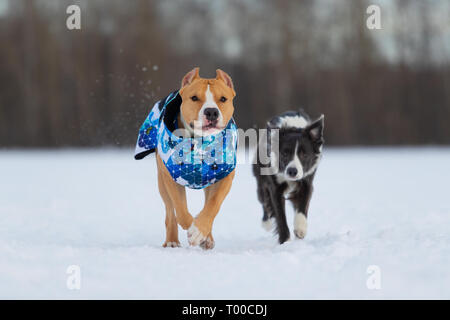 Border Collie und Staffordshire Terrier, Pit Bull spielen bei einem Ausflug auf einem schneebedeckten Feld Stockfoto