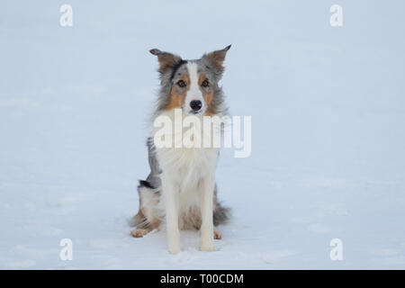 Border Collie Hunde auf dem Land auf einem schneebedeckten Feld Stockfoto