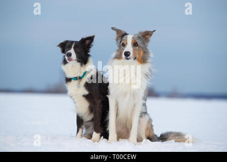 Border Collie Hunde auf dem Land auf einem schneebedeckten Feld Stockfoto