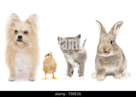 Hund Huhn Kätzchen und Kaninchen auf weißem Hintergrund Stockfoto