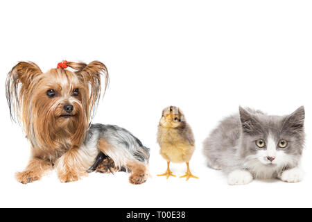 Hund, Katze und Küken auf weißem Hintergrund Stockfoto