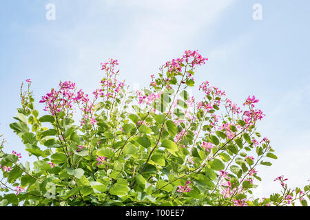 Rosa Blumen Bauhinia. Orchid tree blühen im Frühling Stockfoto