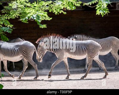 Bild der Herde Zebras wandern durch den Sonnenschein in einem Zoo. Nach oben Schließen Stockfoto