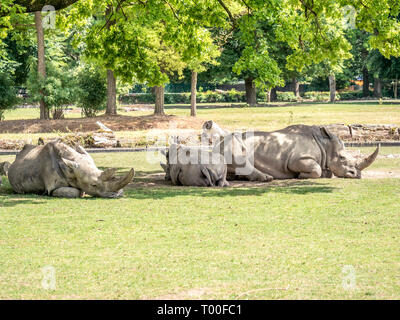 Bild von drei weißen rhiniceros in einem Zoo, liegen im Schatten von Bäumen und schlafen Stockfoto