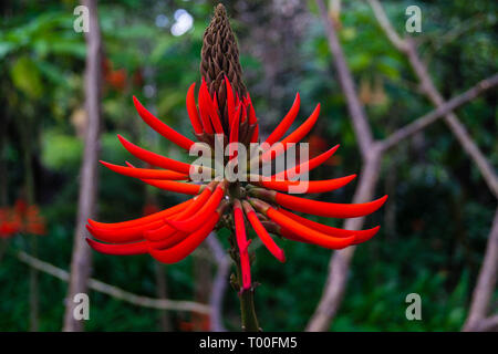 Coral Tree Korallenbaum - erythrina Speciosa Stockfoto