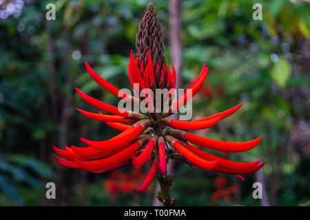 Coral Tree Korallenbaum - erythrina Speciosa Stockfoto