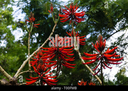 Coral Tree Korallenbaum - erythrina Speciosa Stockfoto