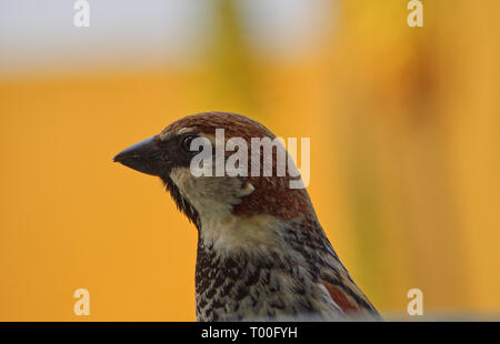 Nahaufnahme der männlichen Sparrow Stockfoto