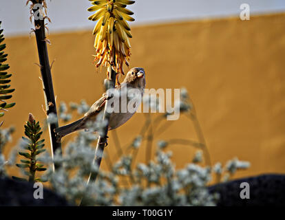 Eine spanische Passer domesticus im Gleichgewicht auf gelb Aloe vera Blumen Stockfoto