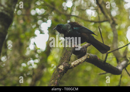 Tui sitzen auf dem Baum, Heimat Neuseeland Vogel im Wald am Bluff Hill, South Island, Neuseeland erfasst Stockfoto