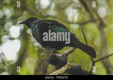 Tui sitzen auf dem Baum, Heimat Neuseeland Vogel im Wald am Bluff Hill, South Island, Neuseeland erfasst Stockfoto