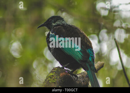 Tui sitzen auf dem Baum, Heimat Neuseeland Vogel im Wald am Bluff Hill, South Island, Neuseeland erfasst Stockfoto