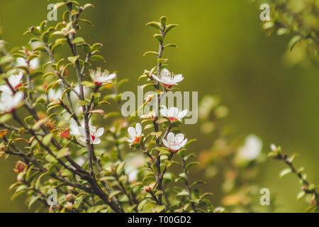 Weiße Blüten blühen auf Manuka Baum in Neuseeland Stockfoto