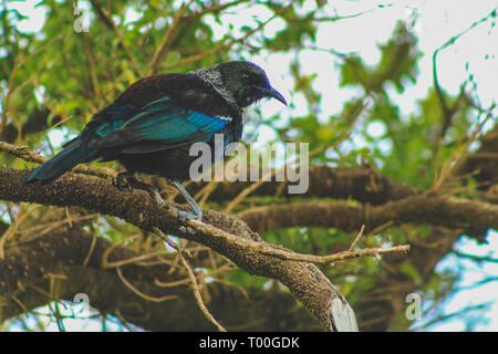 Tui sitzen auf dem Baum, Heimat Neuseeland Vogel im Wald am Bluff Hill, South Island, Neuseeland erfasst Stockfoto