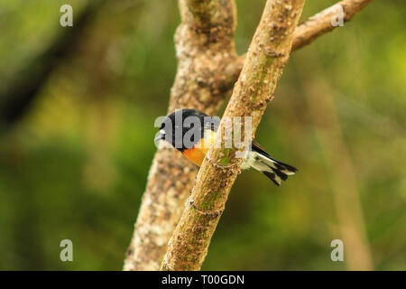 Männliche tomtit, Südinsel Unterarten, Heimat Neuseeland Vogel im Baum am Bluff Hill Stockfoto