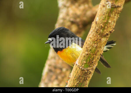 Männliche tomtit, Südinsel Unterarten, Heimat Neuseeland Vogel im Baum am Bluff Hill Stockfoto