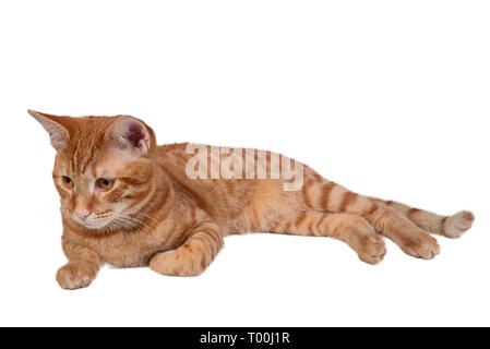 Der Ingwer junge Katze liegt isoliert auf weißem Stockfoto