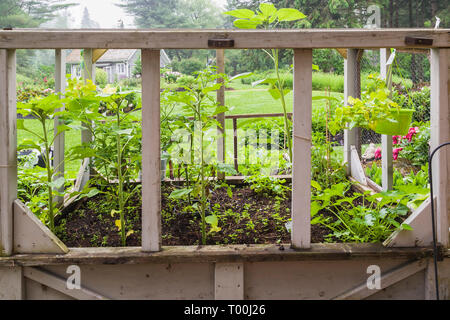 Essbare pflanzliche Anlagen einschließlich Rucola - Rucola im Holzkasten Container in einem Wohngebiet Hinterhof organische Garten Anfang Sommer Stockfoto