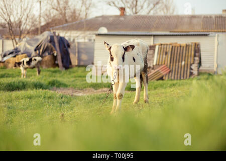 Der junge gefleckte Kalb grasten auf einer Wiese. Stockfoto