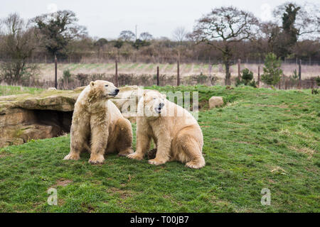 Zwei Eisbären Geschwister Anruf während saßen nebeneinander auf einem Gras Bank in England. Stockfoto