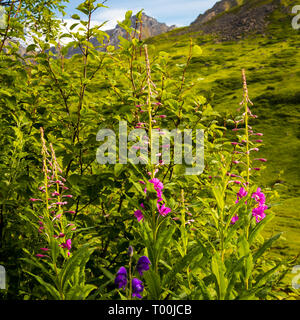 Blumen und Berge über die Alaska Range Stockfoto