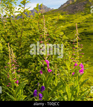 Blumen und Berge über die Alaska Range Stockfoto