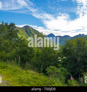 Blumen und Berge über die Alaska Range Stockfoto