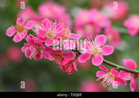 Prunus japanische Aprikose 'Beni - chidori'. Frühling Blüten der Japanische Aprikose im späten Winter - Februar, Großbritannien Stockfoto