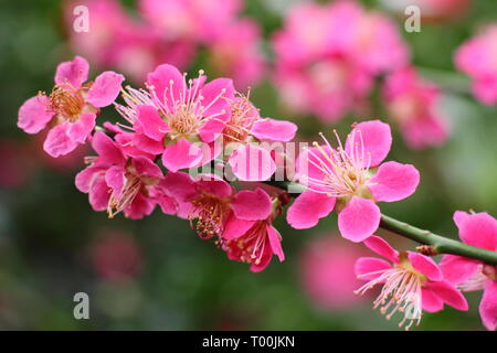 Prunus japanische Aprikose 'Beni - chidori'. Frühling Blüten der Japanische Aprikose im späten Winter - Februar, Großbritannien Stockfoto