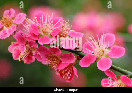 Prunus japanische Aprikose 'Beni - chidori'. Frühling Blüten der Japanische Aprikose im späten Winter - Februar, Großbritannien Stockfoto