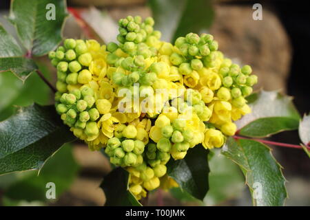 Mahonia aquifolium 'Apollo'. Blütenstände Dieser niedrig wachsender Strauch im Februar, Großbritannien Stockfoto