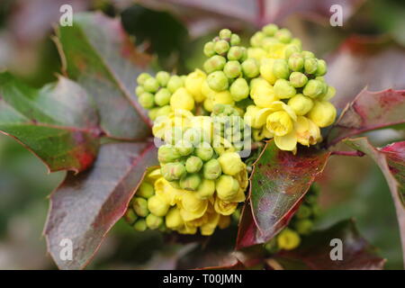 Mahonia aquifolium 'Apollo'. Blütenstände Dieser niedrig wachsender Strauch angezeigte charakteristischen dunklen Rot im späten Winter Laub - Februar, Großbritannien. Stockfoto