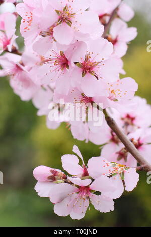 Prunus × persicoides 'Ingrid'. Der frühe Frühling Blüten von Hybrid Mandel 'Ingrid Ende Februar, Großbritannien Stockfoto