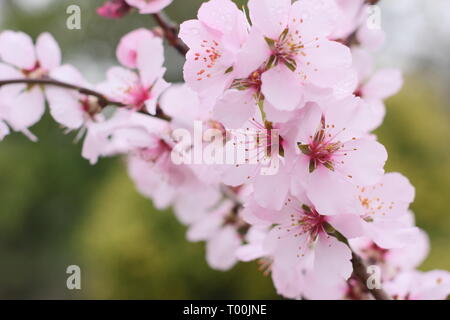 Prunus × persicoides 'Ingrid'. Der frühe Frühling Blüten von Hybrid Mandel 'Ingrid Ende Februar, Großbritannien Stockfoto