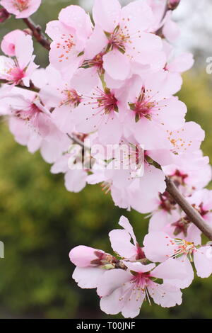 Prunus × persicoides 'Ingrid'. Der frühe Frühling Blüten von Hybrid Mandel 'Ingrid Ende Februar, Großbritannien Stockfoto