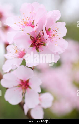 Prunus × persicoides 'Ingrid'. Der frühe Frühling Blüten von Hybrid Mandel 'Ingrid Ende Februar, Großbritannien Stockfoto