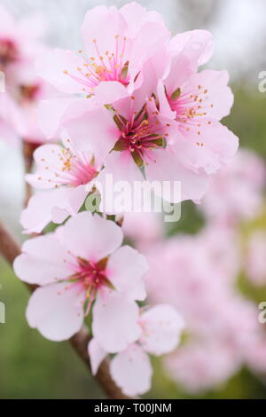 Prunus × persicoides 'Ingrid'. Der frühe Frühling Blüten von Hybrid Mandel 'Ingrid Ende Februar, Großbritannien Stockfoto