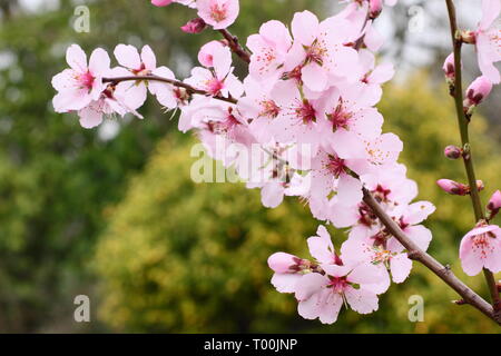 Prunus × persicoides 'Ingrid'. Der frühe Frühling Blüten von Hybrid Mandel 'Ingrid Ende Februar, Großbritannien Stockfoto