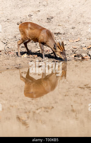 Bellende Rehe (Muntiacus muntjak) Alkoholkonsum von Wasserloch in Indien Stockfoto