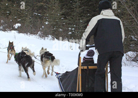 Hundeschlitten in Kananaskis Country in den kanadischen Rockies in Alberta, Kanada Stockfoto