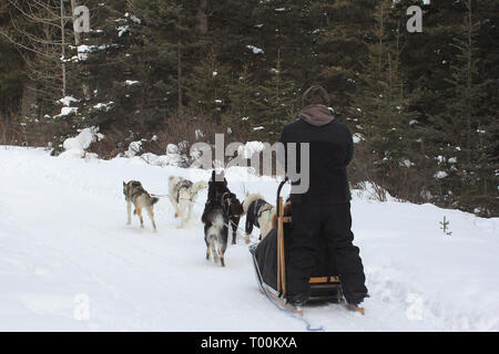 Hundeschlitten in Kananaskis Country in den kanadischen Rockies in Alberta, Kanada Stockfoto