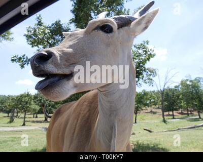 Close up lieferbar geschossen von einer Kuh Kopf außerhalb Fenster eines Fahrzeugs in einen Zoo Stockfoto