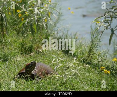 Eine kleine Schildkröte kriecht entlang des grünen Grases mit gelben Blumen am Ufer eines Sees Stockfoto