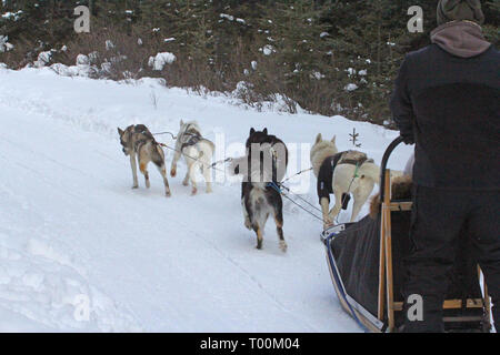 Hundeschlitten in Kananaskis Country in den kanadischen Rockies in Alberta, Kanada Stockfoto