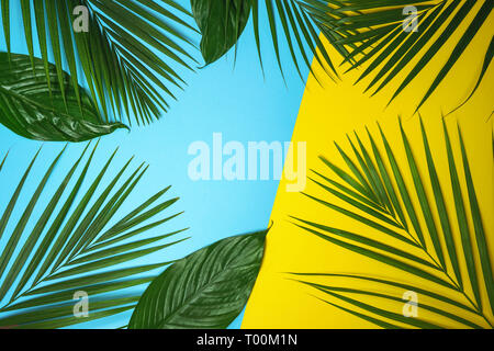 Tropical Green Palm Blätter auf farbigen Hintergrund. Gelbe und blaue Farben. Stockfoto