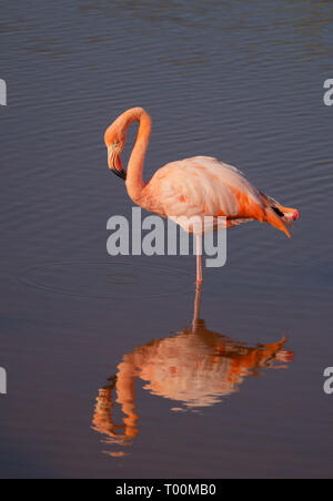 Ein einsamer Flamingo Im noch blaue Wasser von einem Teich sieht seine eigenen Reflexion. Bild hat symmetrische Elemente und Raum für Text. Stockfoto